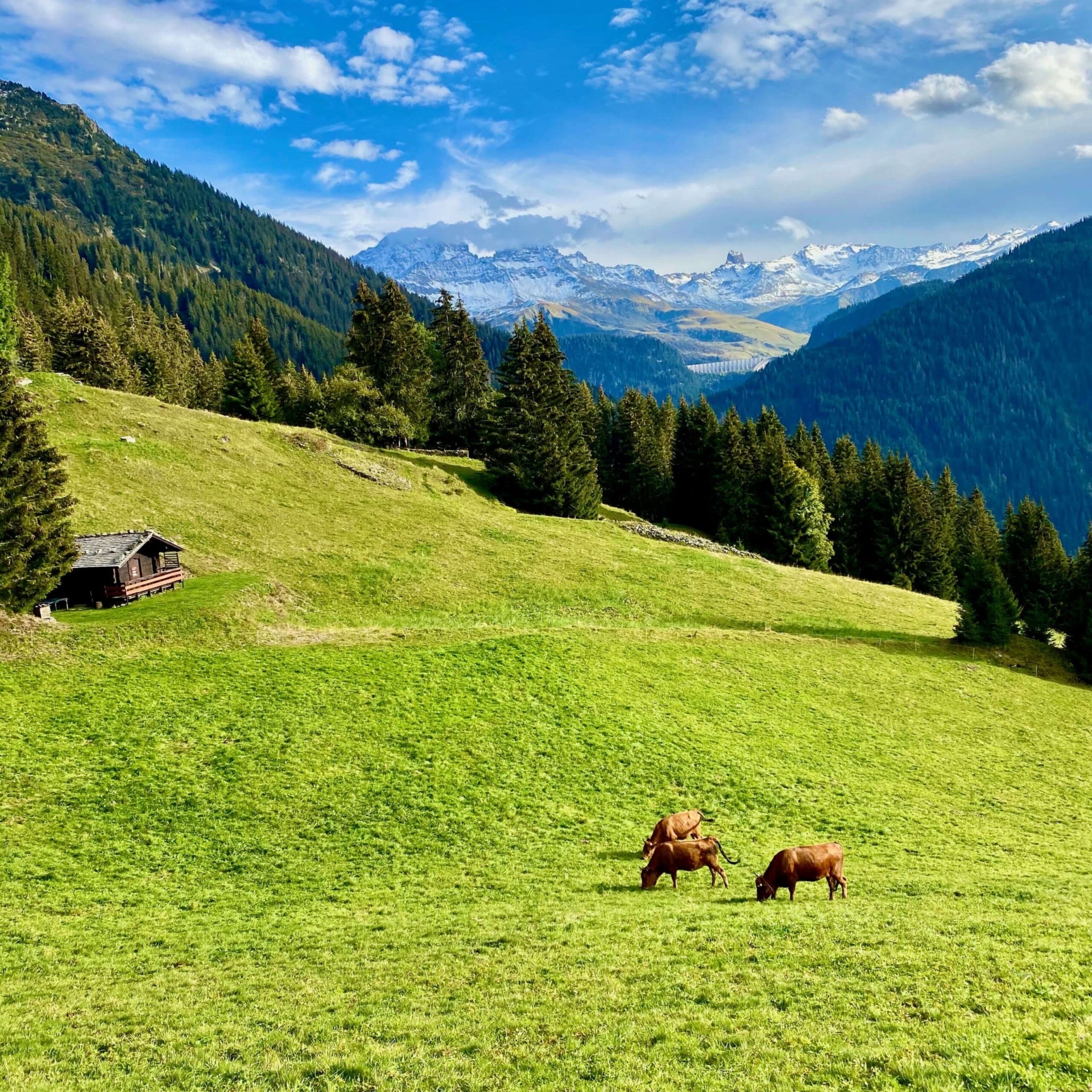 Vaches paturages montagne protealpes whey