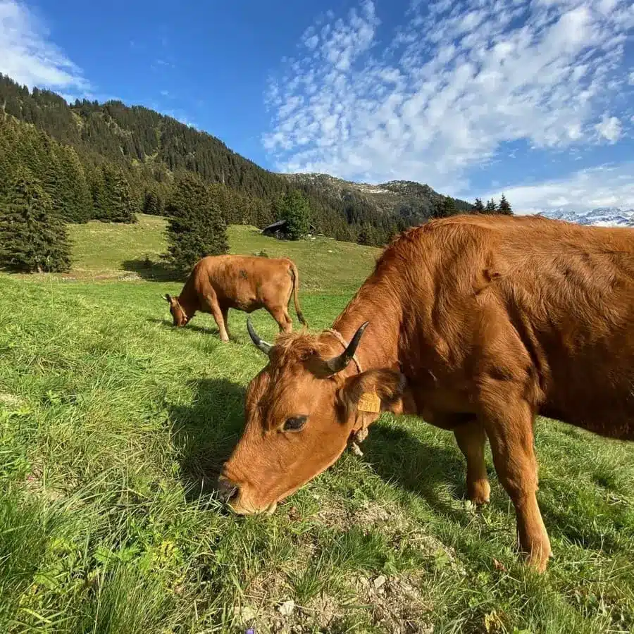 Vaches broutant librement dans les Alpes, symbole de l'engagement Protéalpes pour une nutrition sans additifs ni édulcorants.